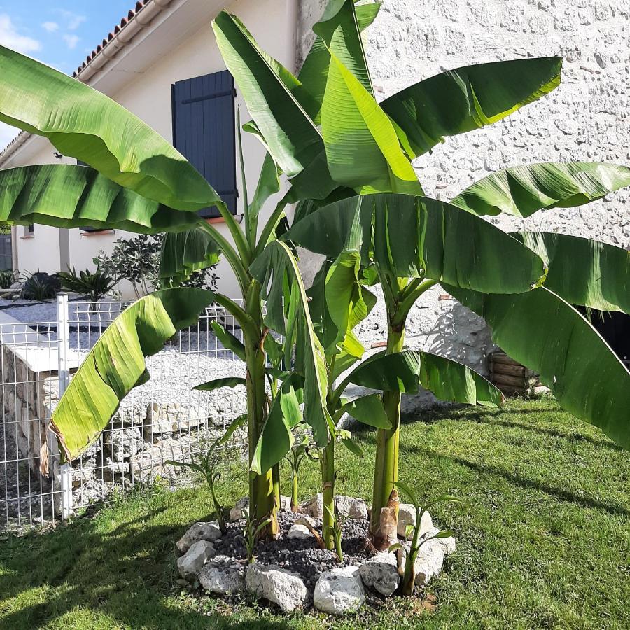הוילה Saint-Pierre-de-Clairac Le Domaine Vesque מראה חיצוני תמונה